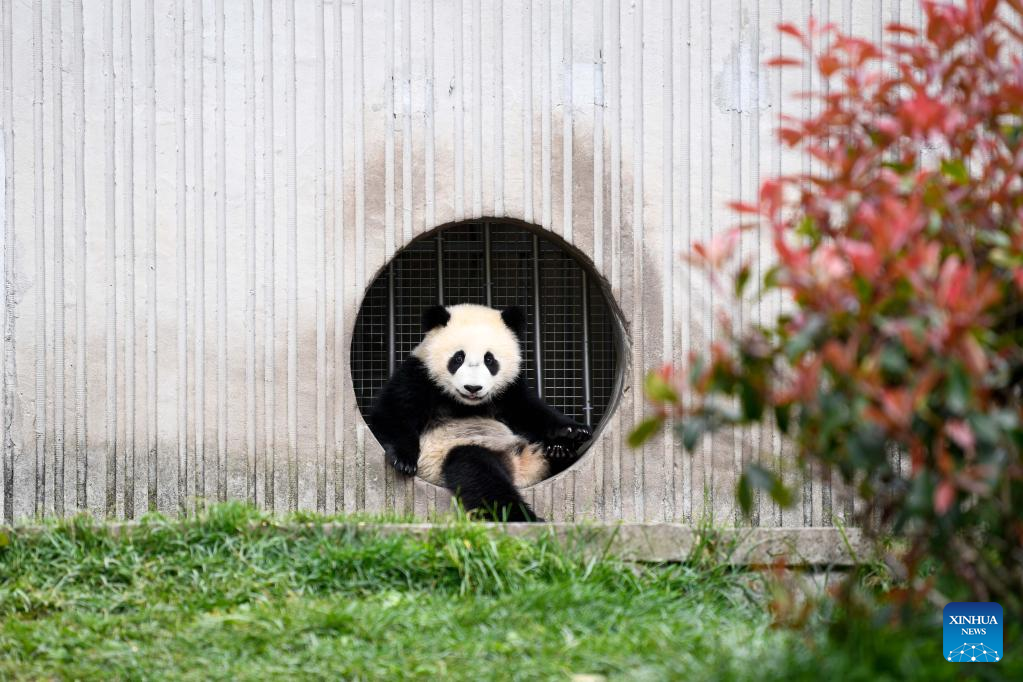 In pics: giant pandas in Wolong National Nature Reserve