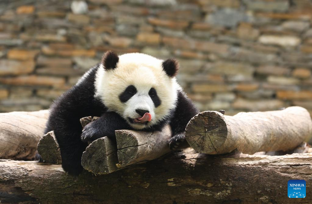 In pics: giant pandas in Wolong National Nature Reserve