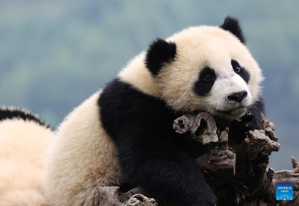 In pics: giant pandas in Wolong National Nature Reserve