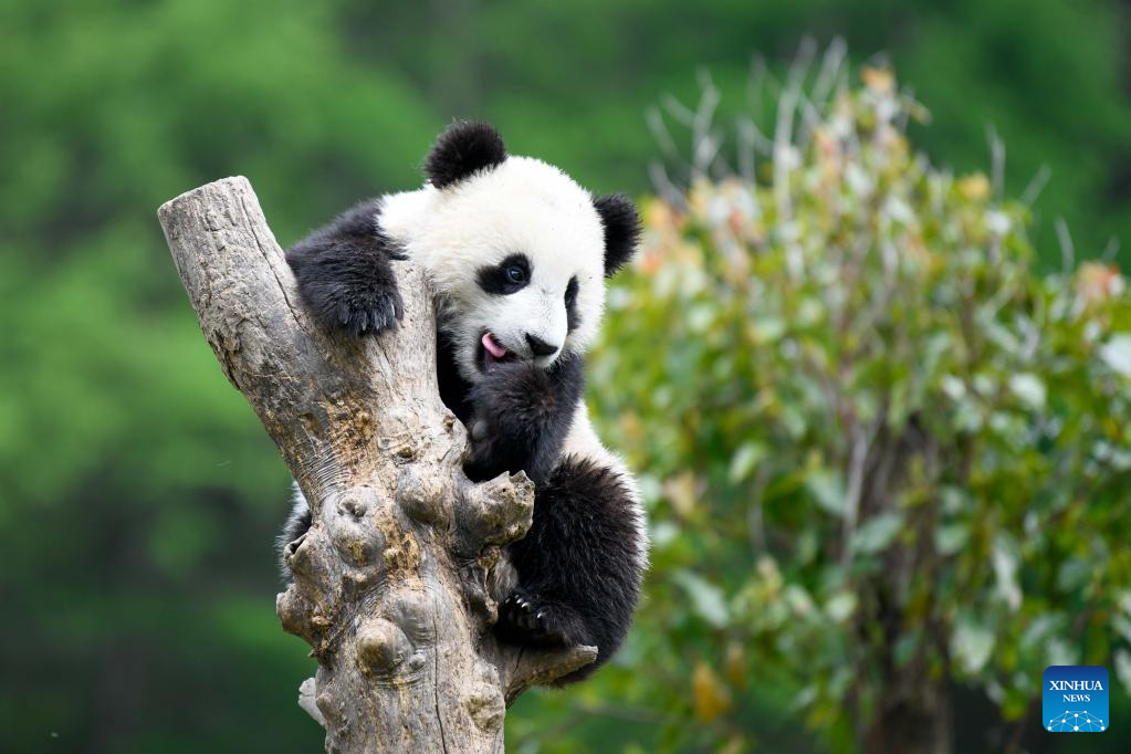 In pics: giant pandas in Wolong National Nature Reserve
