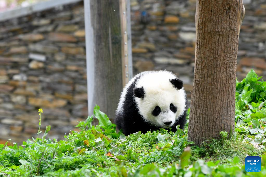 In pics: giant pandas in Wolong National Nature Reserve