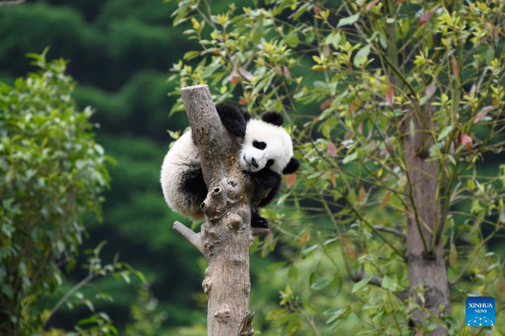 In pics: giant pandas in Wolong National Nature Reserve