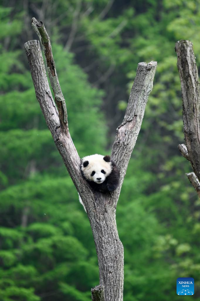 In pics: giant pandas in Wolong National Nature Reserve