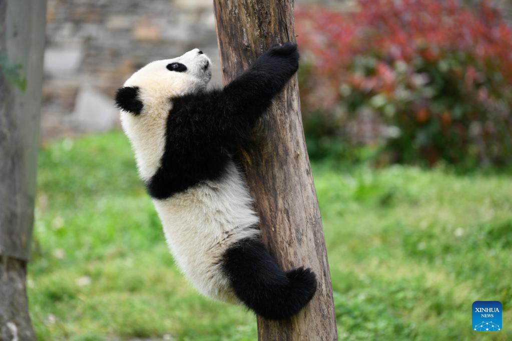 In pics: giant pandas in Wolong National Nature Reserve