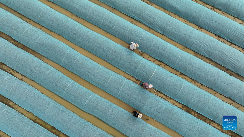 Spring farming in China's Guizhou