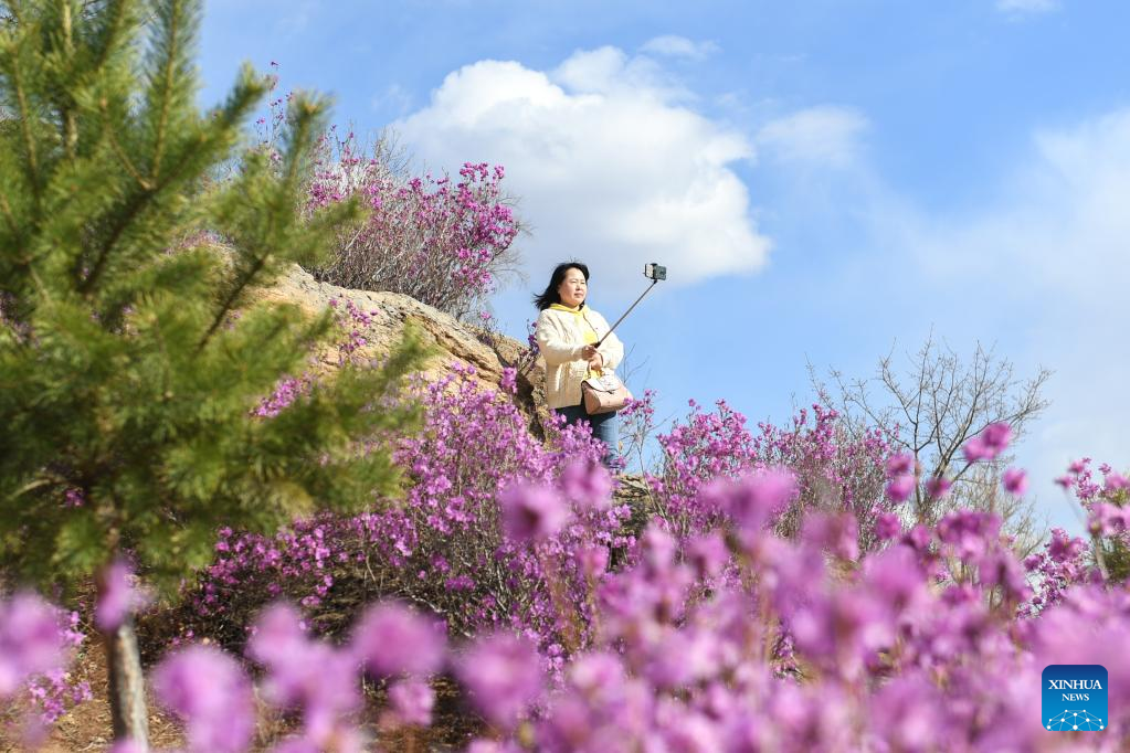 Scenery of azalea blossoms in Zhalantun City, N China