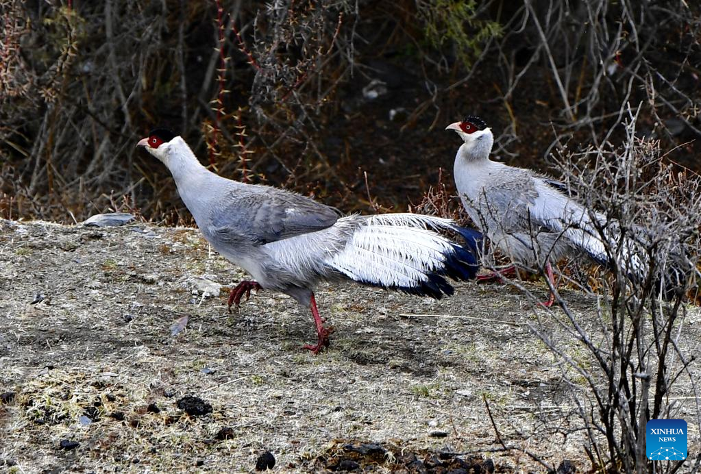 White eared pheasants seen in Tibet