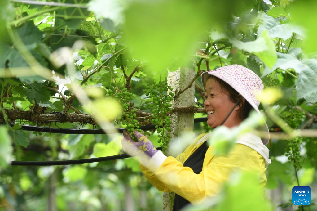 Rural vitalization promotes economic development in mountainous area in Guangxi