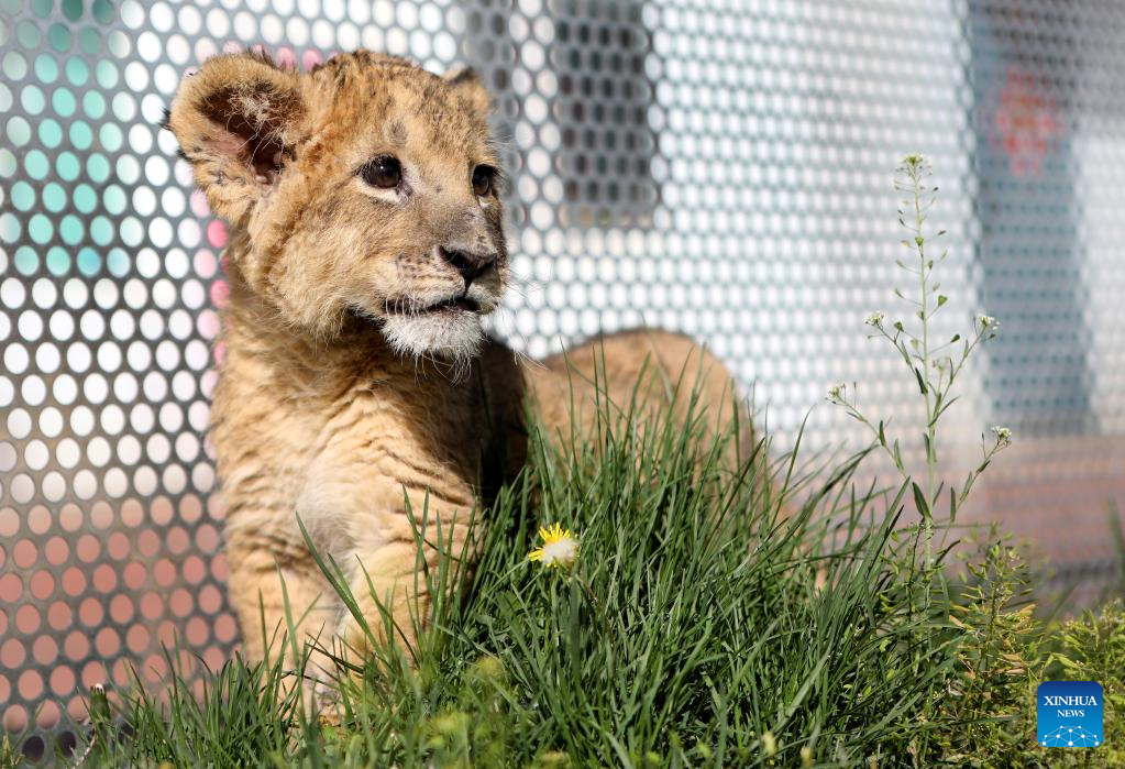 African lion cub seen at Guaipo Siberian Tiger Park in Shenyang
