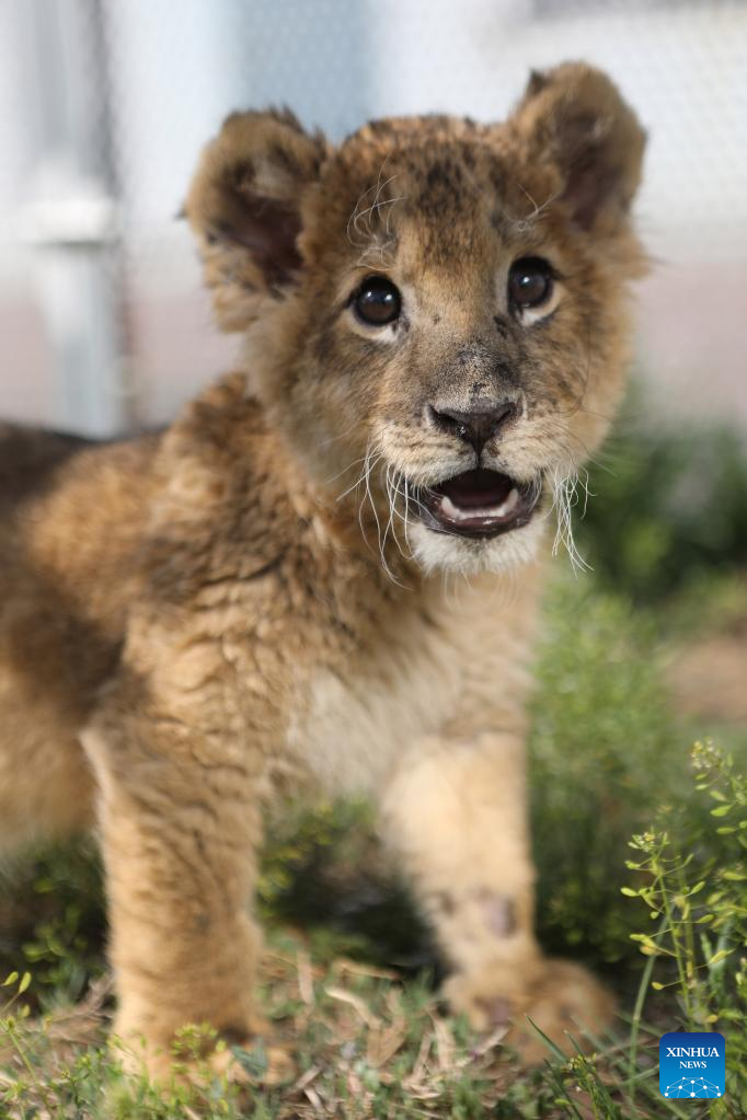 African lion cub seen at Guaipo Siberian Tiger Park in Shenyang