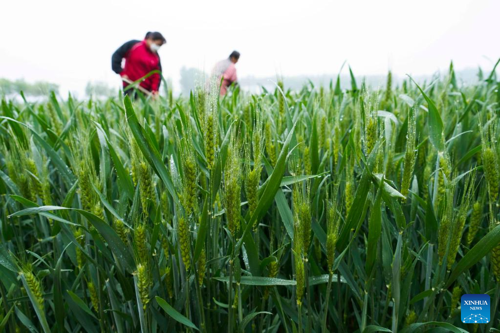 N China's Hebei steps up farming activities