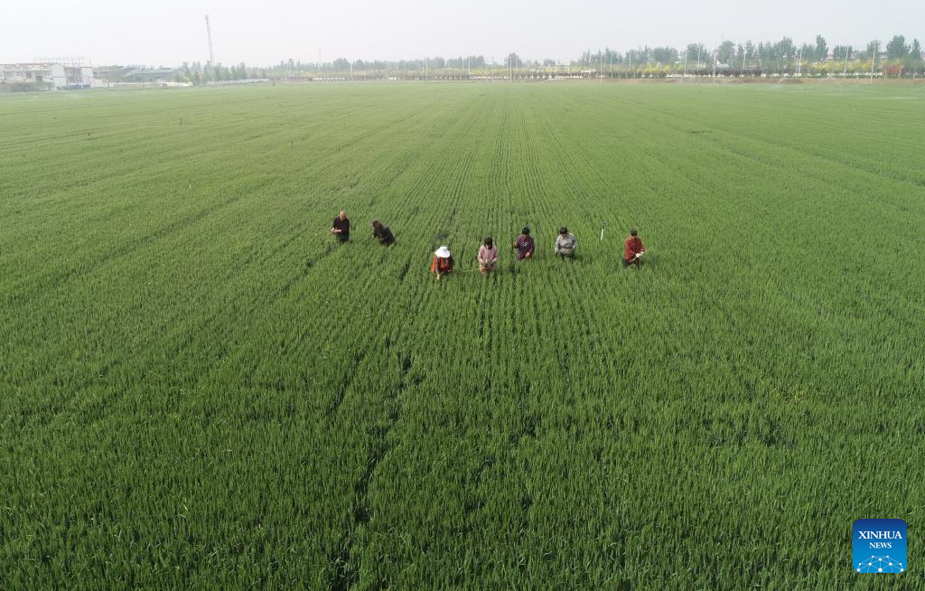 N China's Hebei steps up farming activities