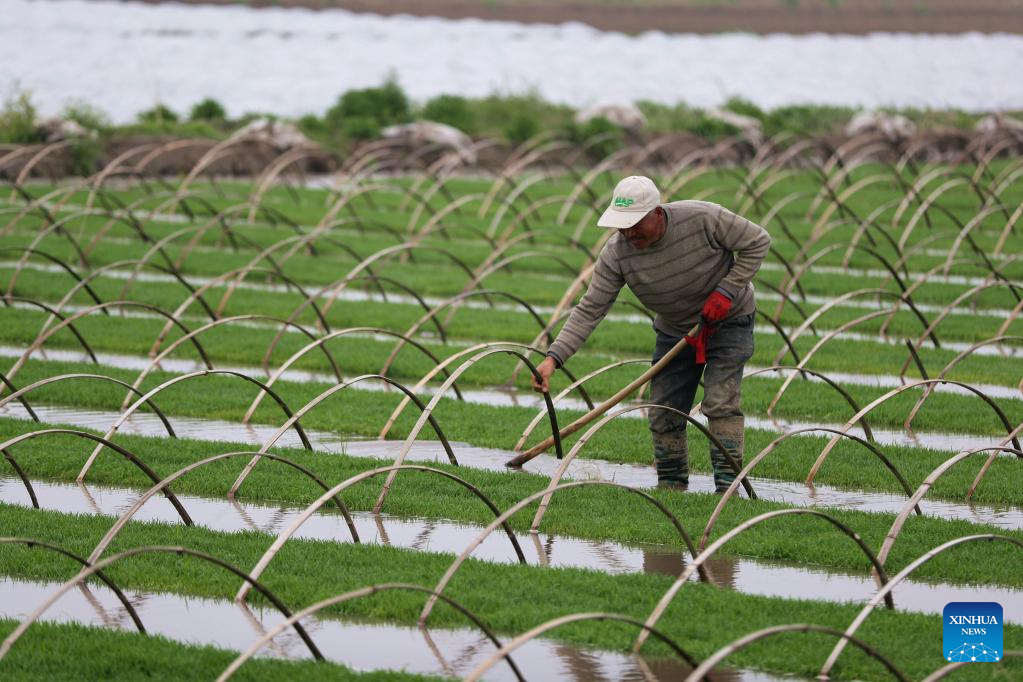 N China's Hebei steps up farming activities