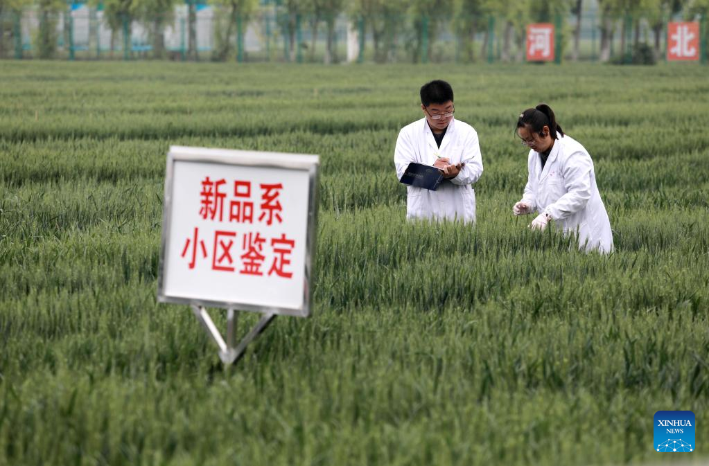 N China's Hebei steps up farming activities