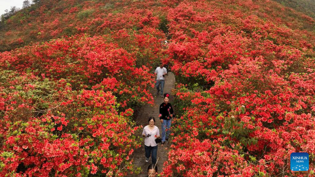 Sea of azalea flowers covers hills in Guizhou