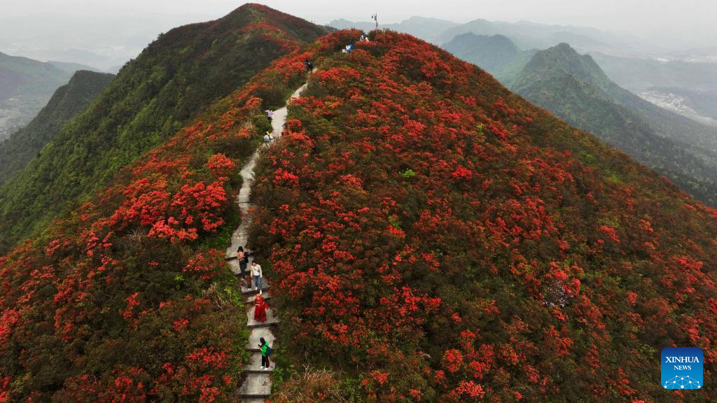 Sea of azalea flowers covers hills in Guizhou