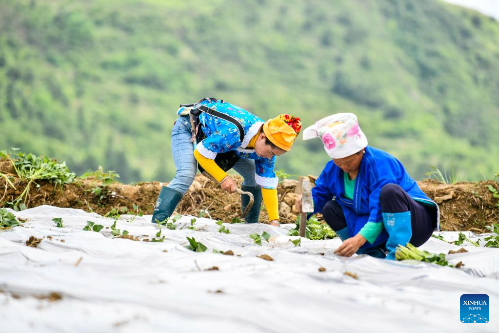 SW China's Taijiang County taps local speciality industries to promote rural vitalization
