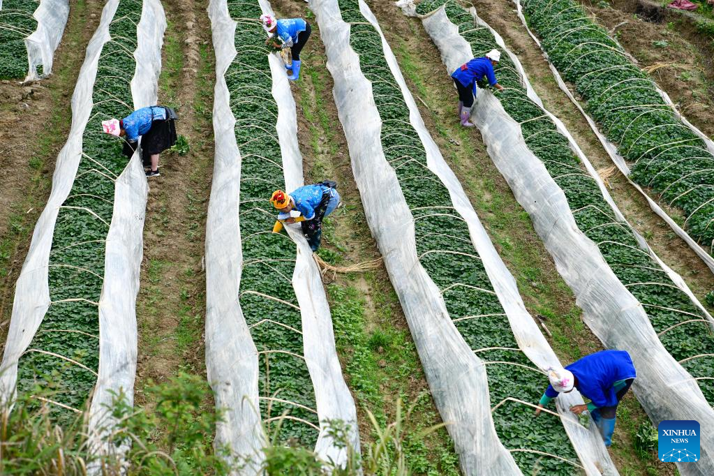SW China's Taijiang County taps local speciality industries to promote rural vitalization
