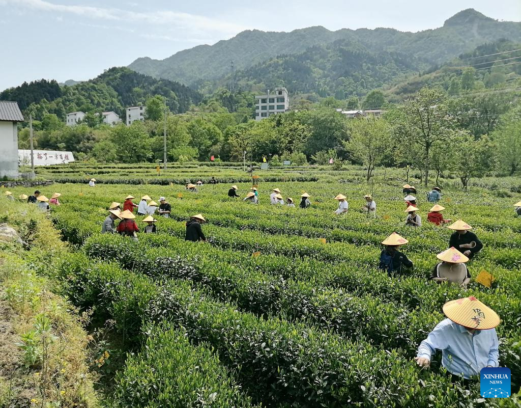 E China's Jinzhai County promotes industrial integration, agro-tourism