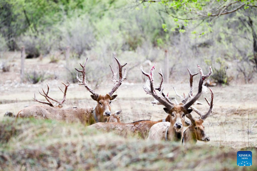 27 elks released to Daqingshan Nature Reserve in Hohhot