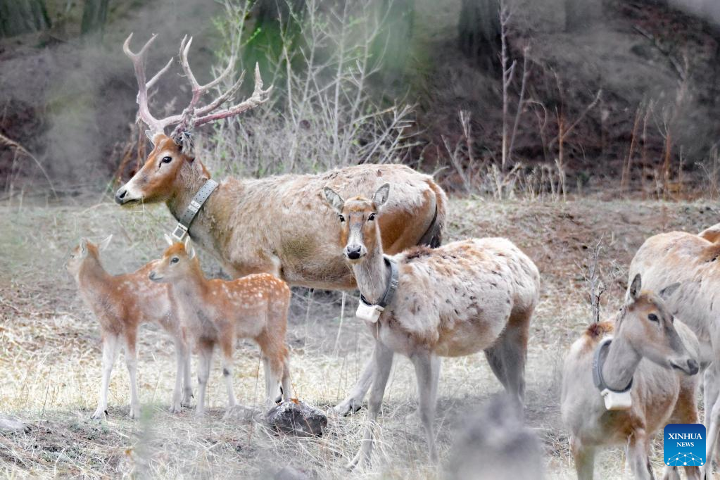 27 elks released to Daqingshan Nature Reserve in Hohhot