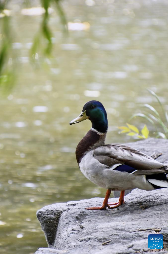 Wild ducks seen in Yuanmingyuan Park
