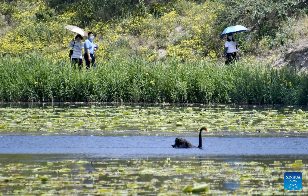 Wild ducks seen in Yuanmingyuan Park