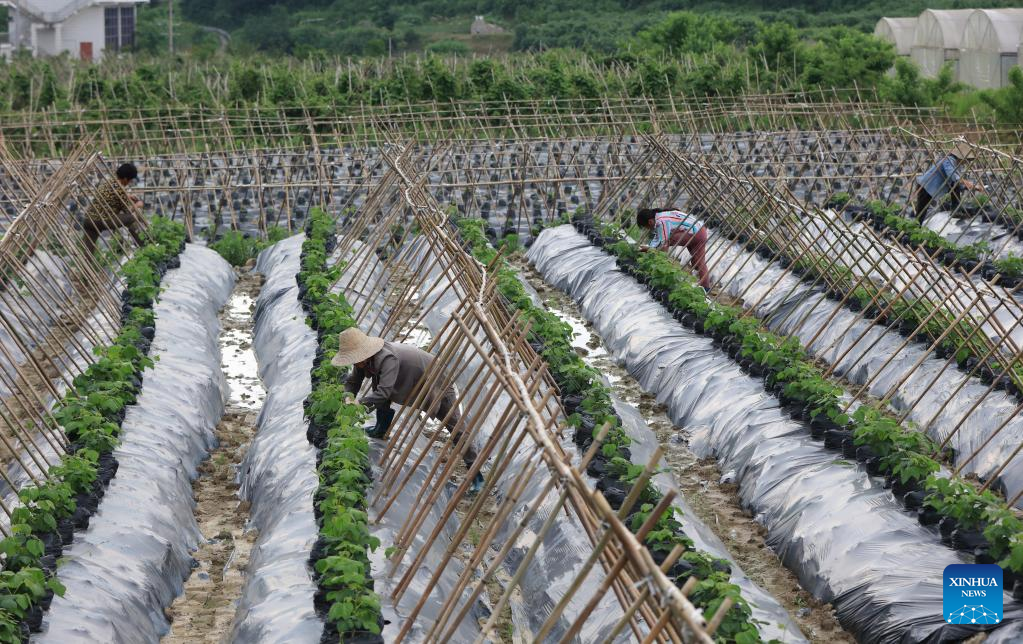 Farmers busy with summer farming across China