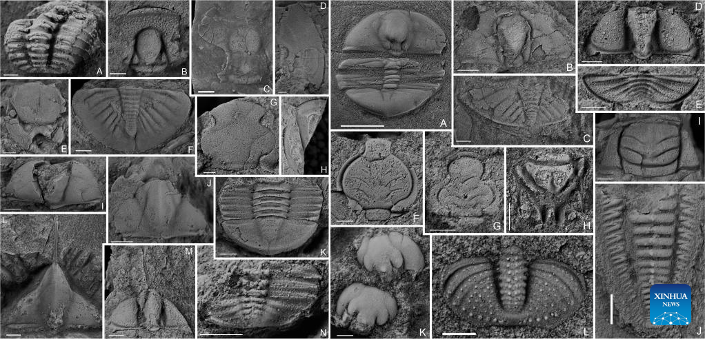 Scientists discover new trilobite association over 400 mln years ago in China's Yunnan