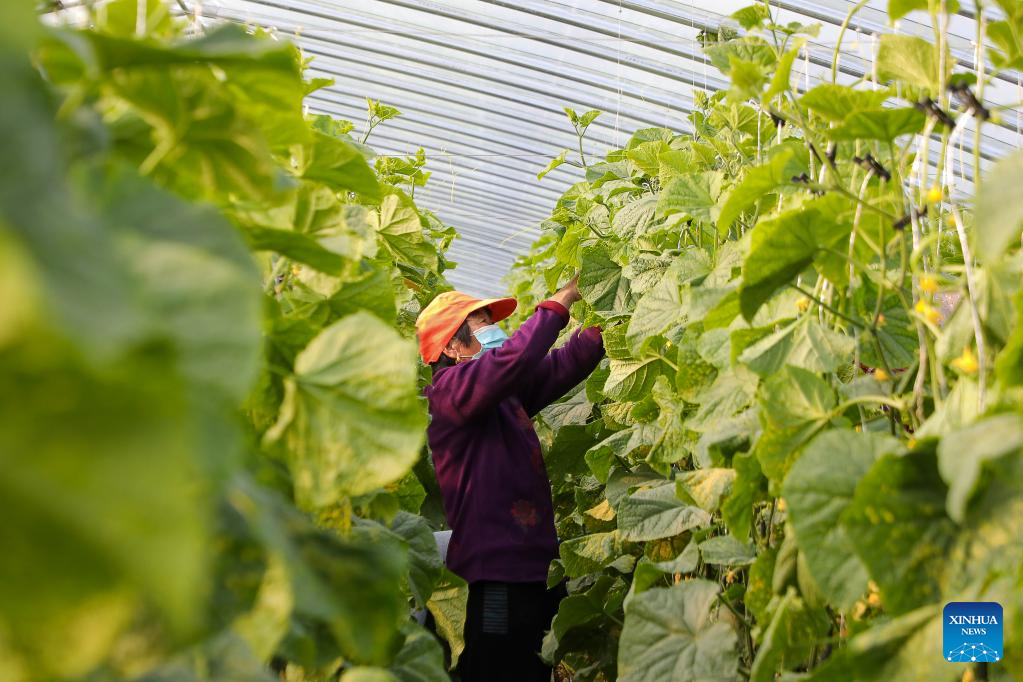 C China's village develops agricultural complex featured with agro-tourism, e-commerce