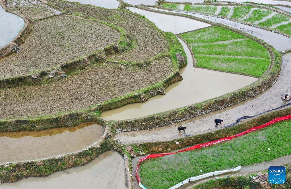 Farmers busy with summer farming across China