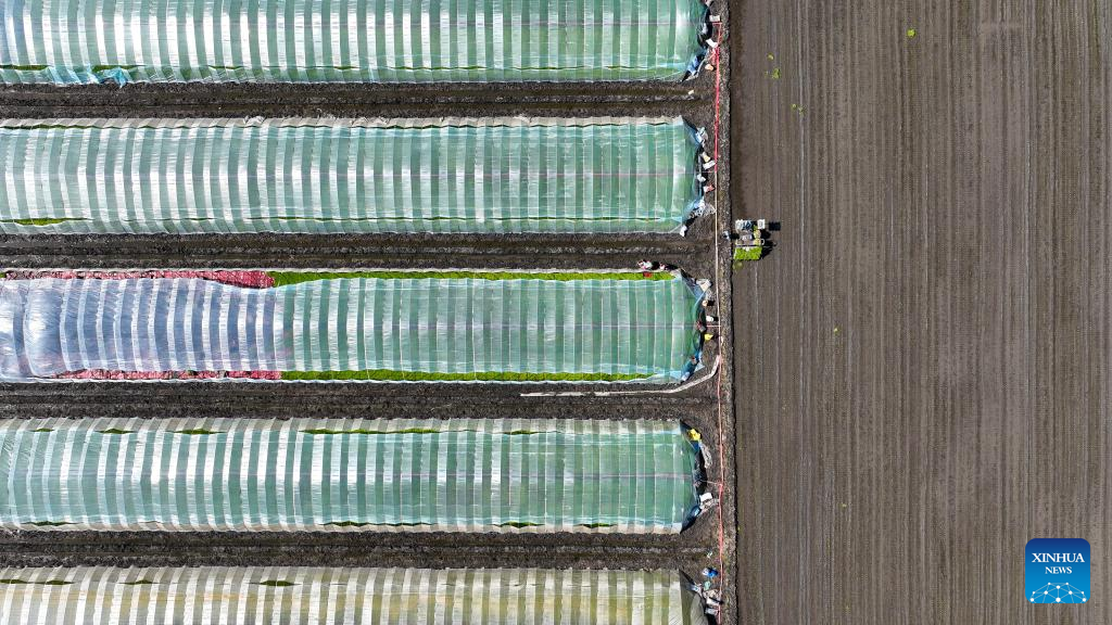 Farmers busy with summer farming across China