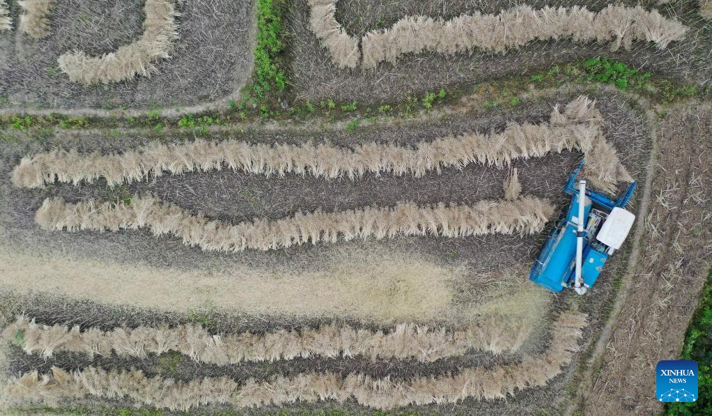 Farmers busy with summer farming across China