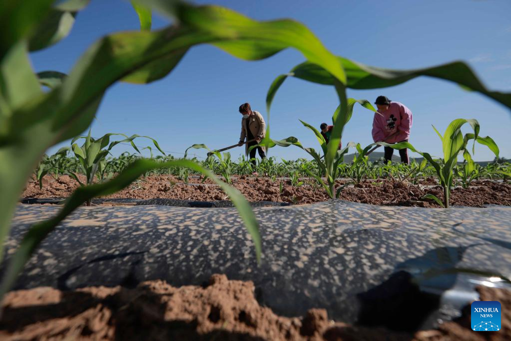Farmers busy with summer farming across China