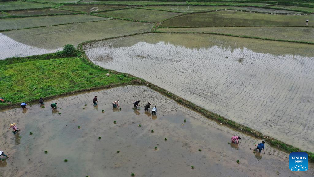 Farmers busy with summer farming across China