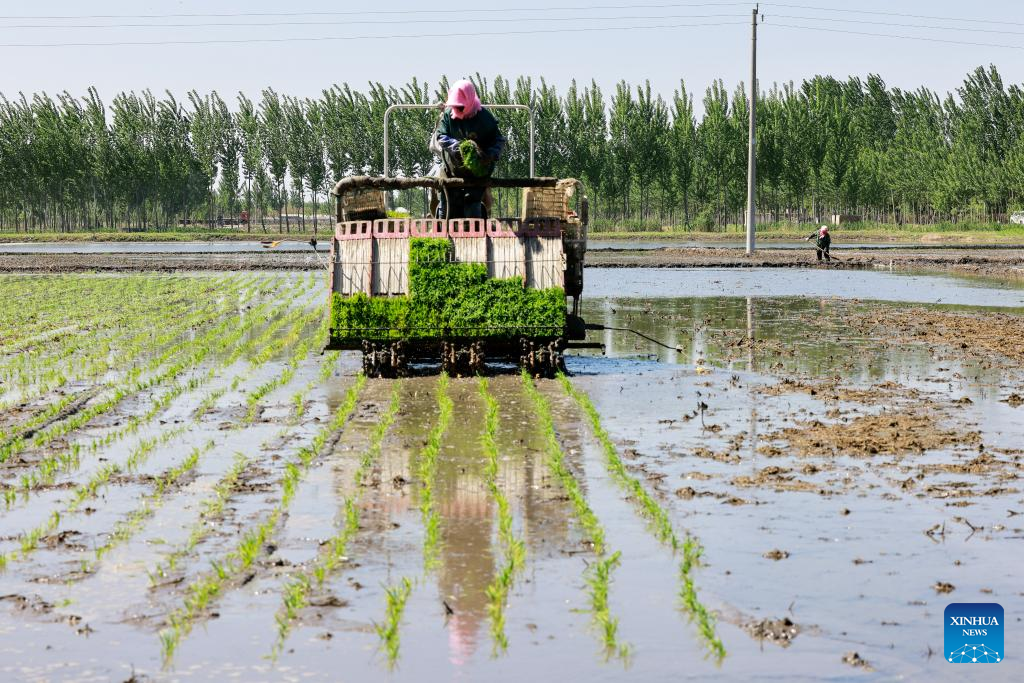 Farmers busy with summer farming across China