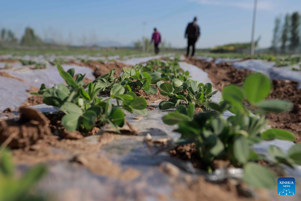 Farmers busy with summer farming across China