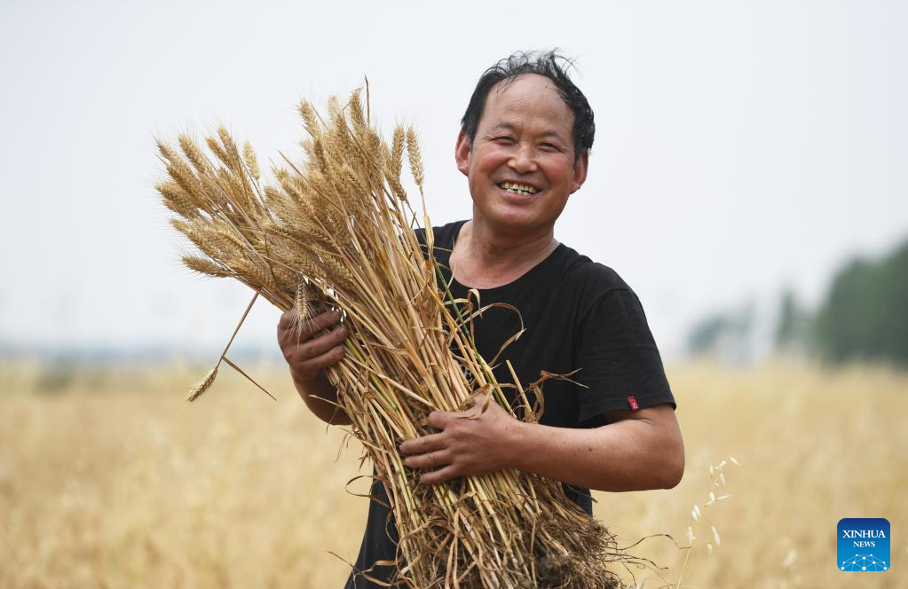 Farmers harvest wheat in Henan