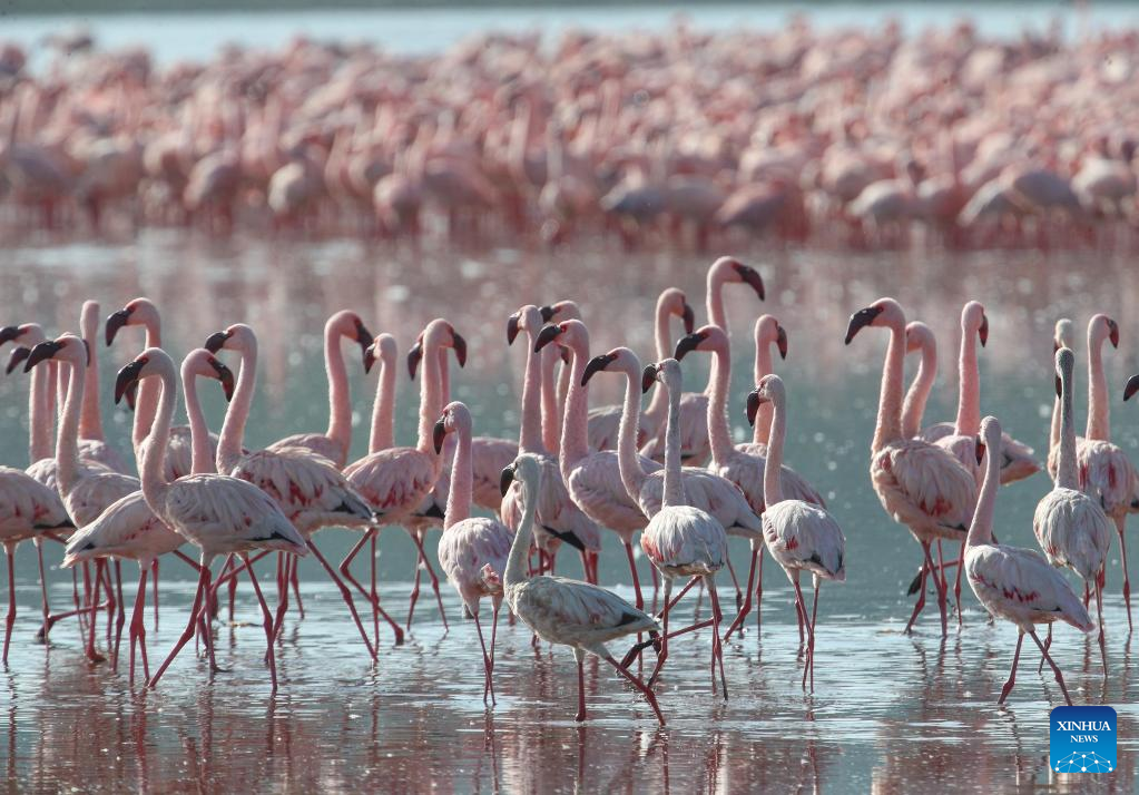 In pics: flamingos at Lake Nakuru National Park in Kenya