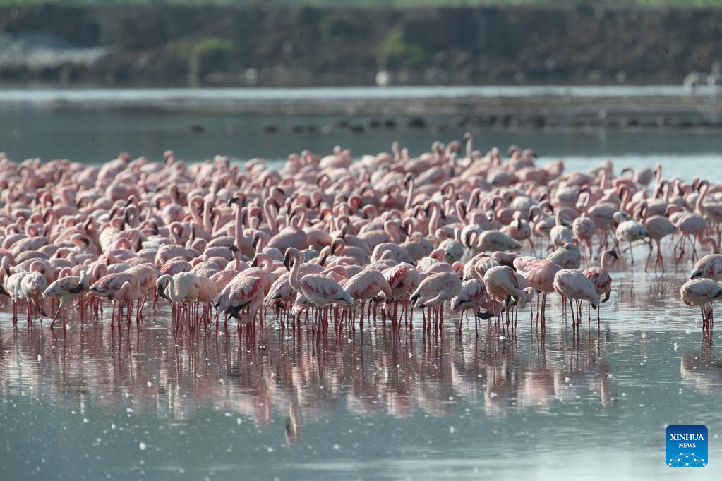 In pics: flamingos at Lake Nakuru National Park in Kenya