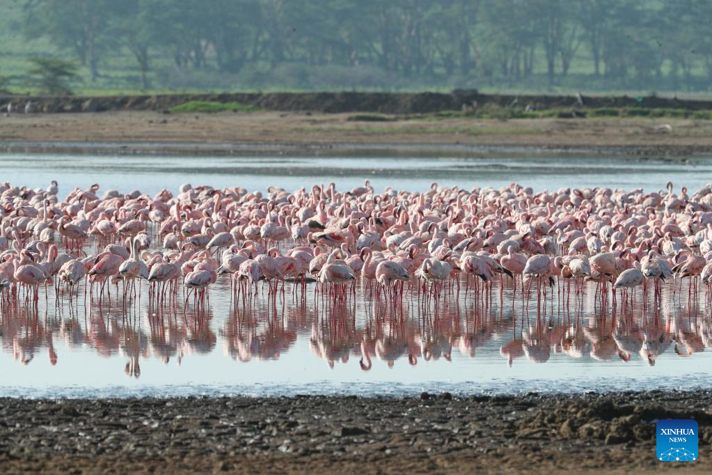 In pics: flamingos at Lake Nakuru National Park in Kenya