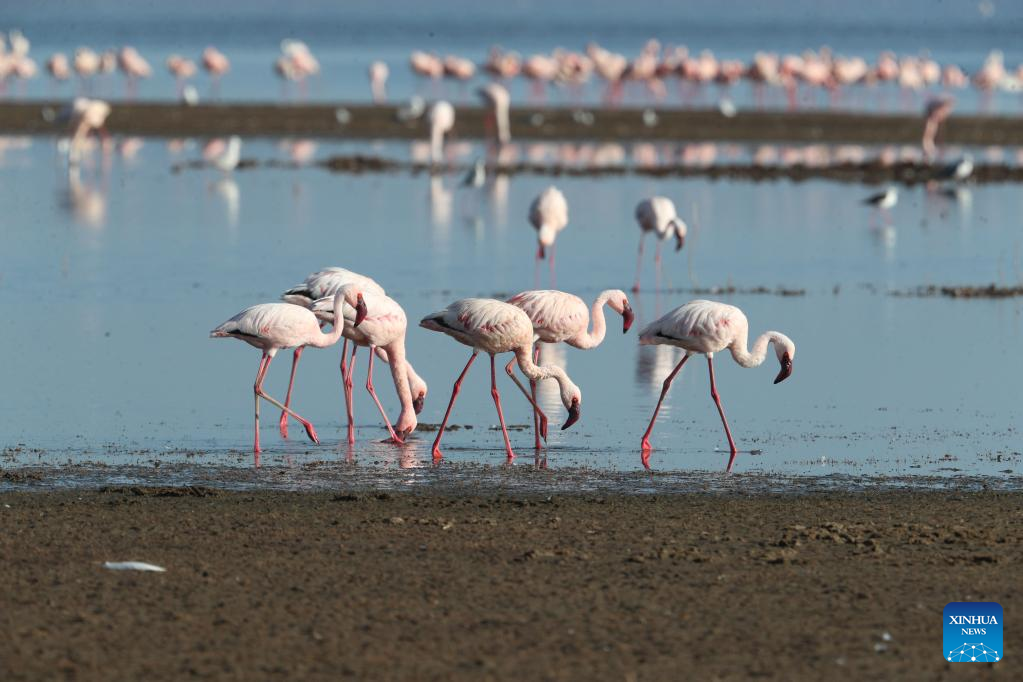 In pics: flamingos at Lake Nakuru National Park in Kenya