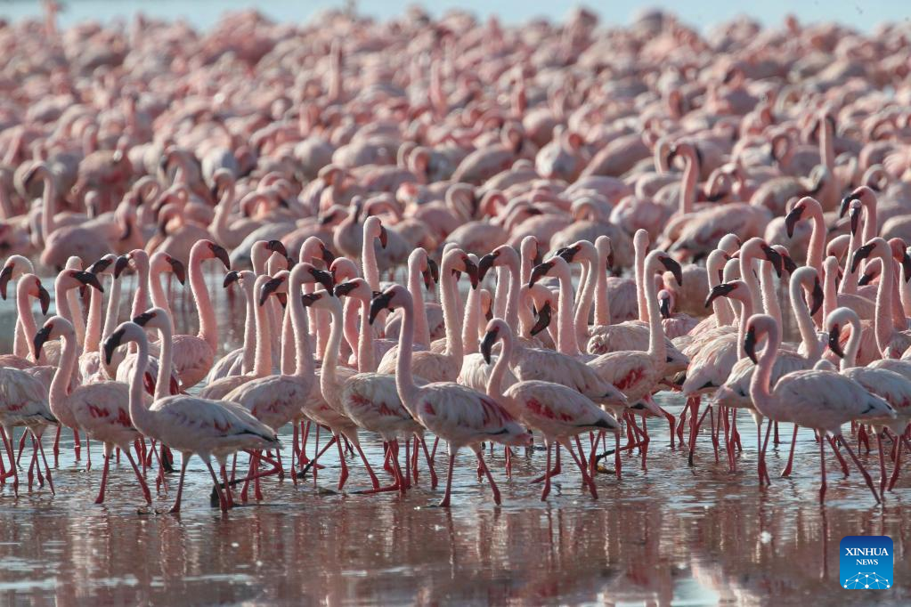In pics: flamingos at Lake Nakuru National Park in Kenya