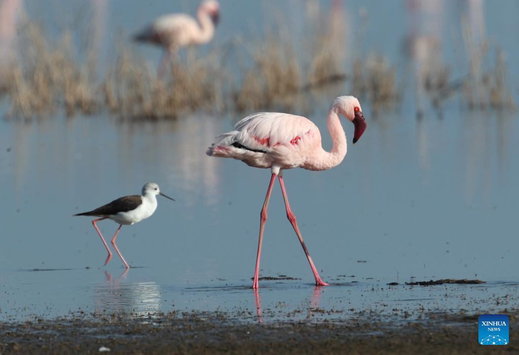In pics: flamingos at Lake Nakuru National Park in Kenya