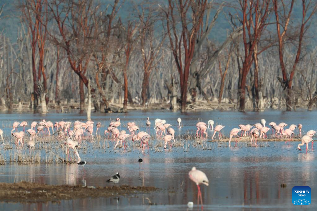 In pics: flamingos at Lake Nakuru National Park in Kenya