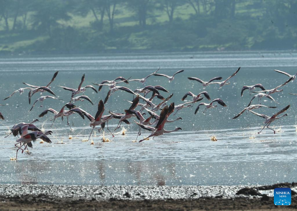 In pics: flamingos at Lake Nakuru National Park in Kenya