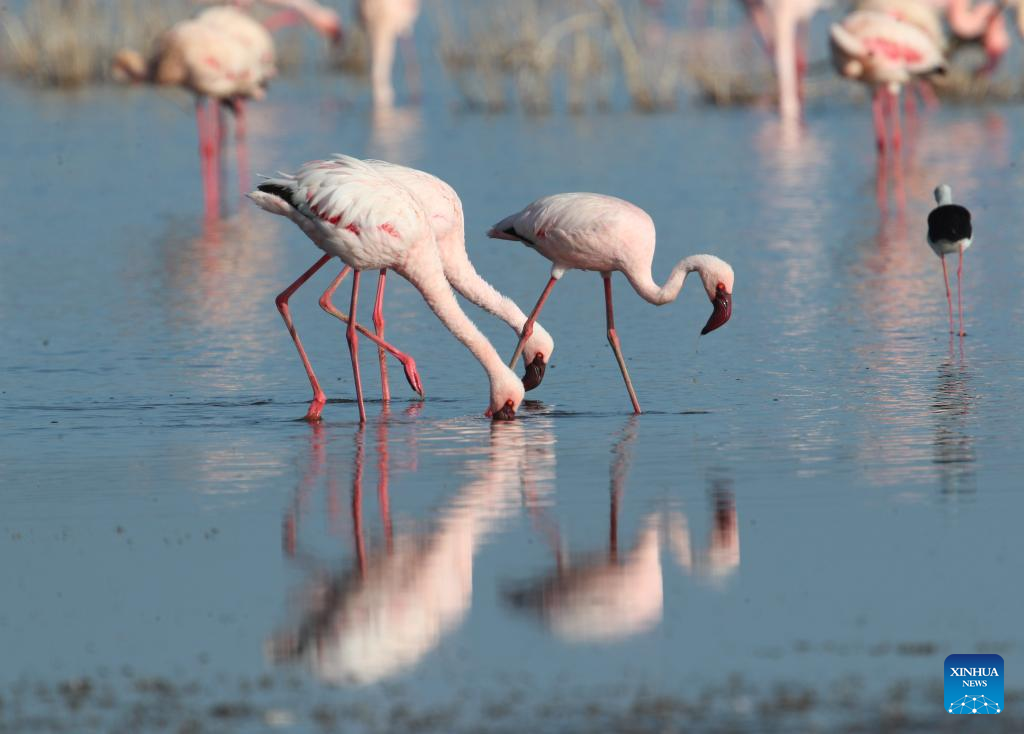 In pics: flamingos at Lake Nakuru National Park in Kenya