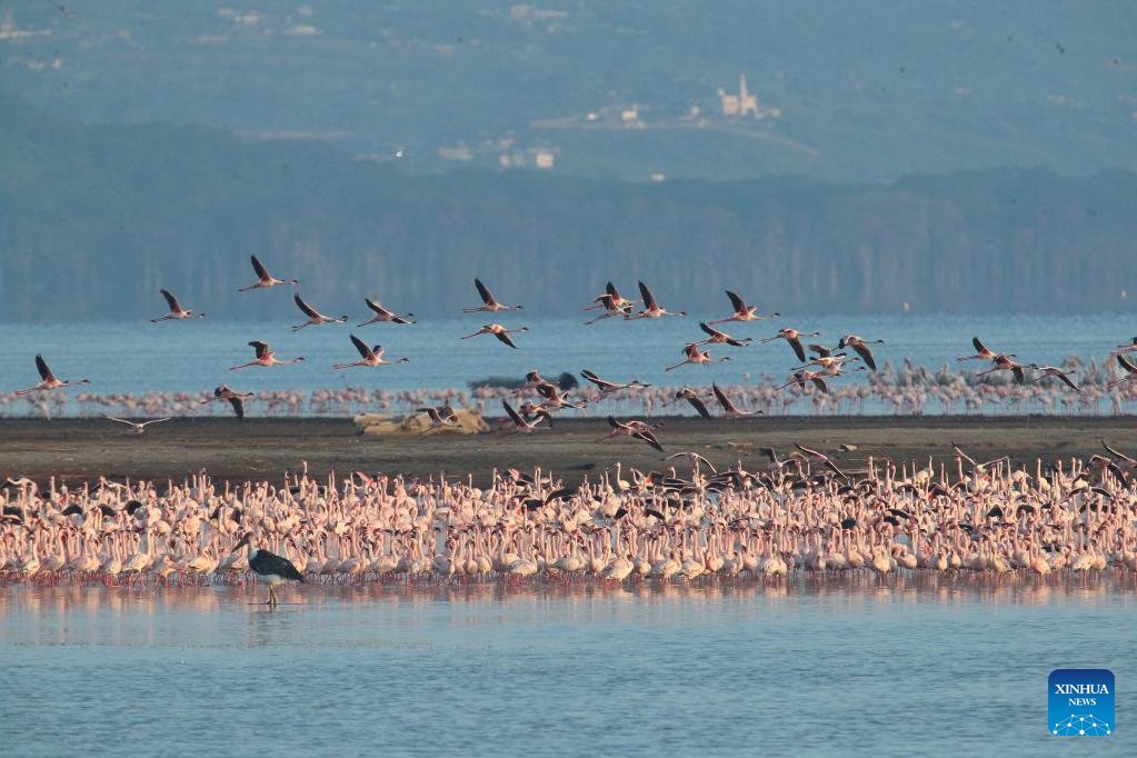 In pics: flamingos at Lake Nakuru National Park in Kenya