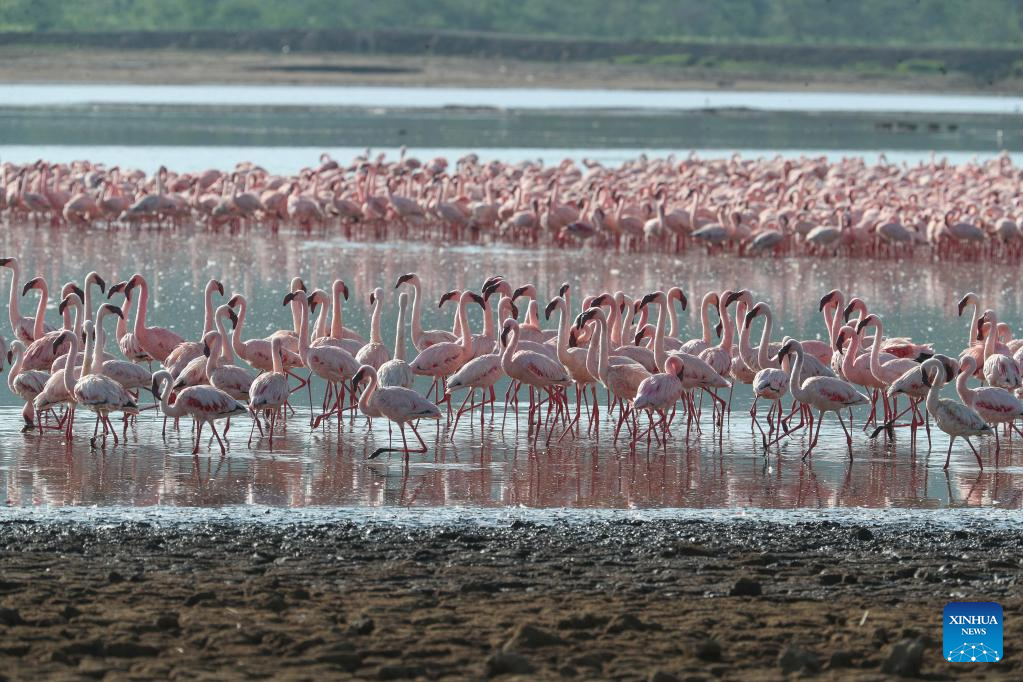 In pics: flamingos at Lake Nakuru National Park in Kenya