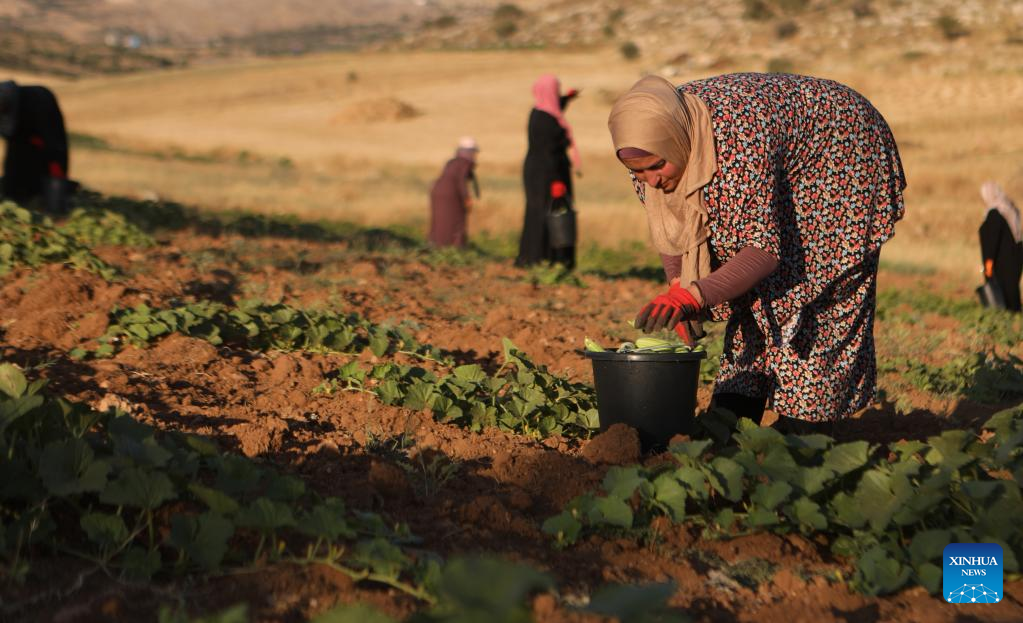 Palestinian women harvest gourds in Hebron